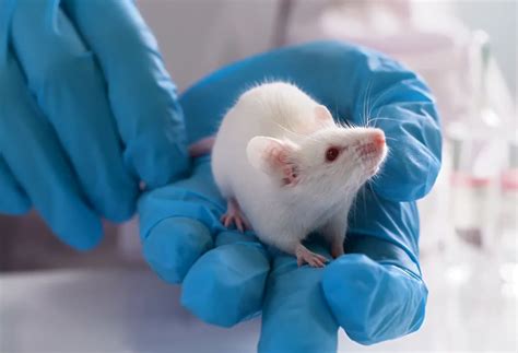 the impact of animal testing on the environment|animal testing pros and cons.